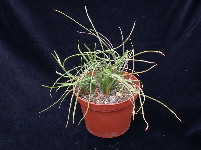 aloe bowiea chamaealoe africana 03