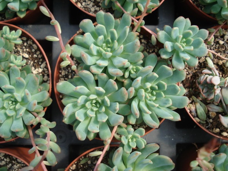 graptopetalum platyphyllum 05