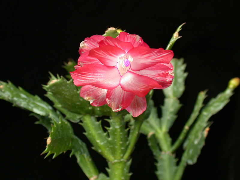 schlumbergera pasadena 01