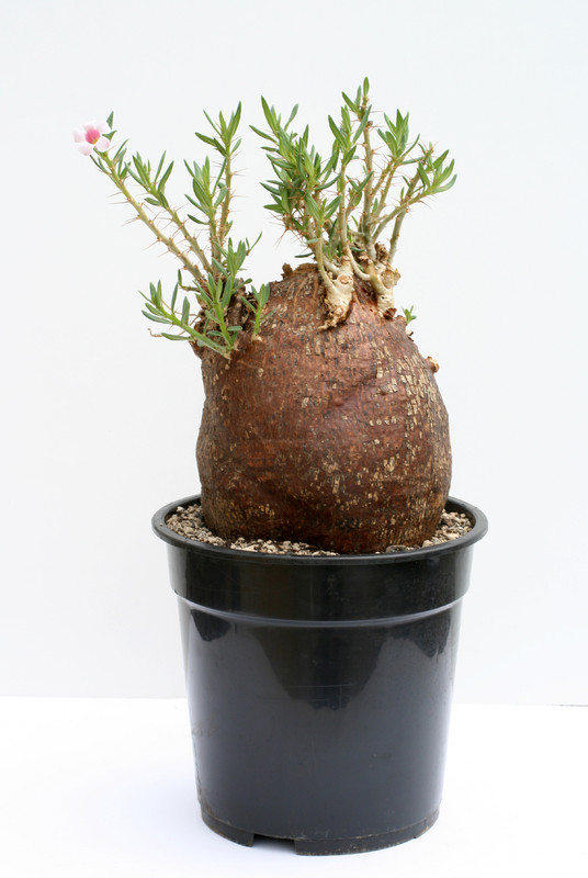 pachypodium bispinosum 3586