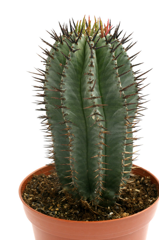 euphorbia horrida 0487