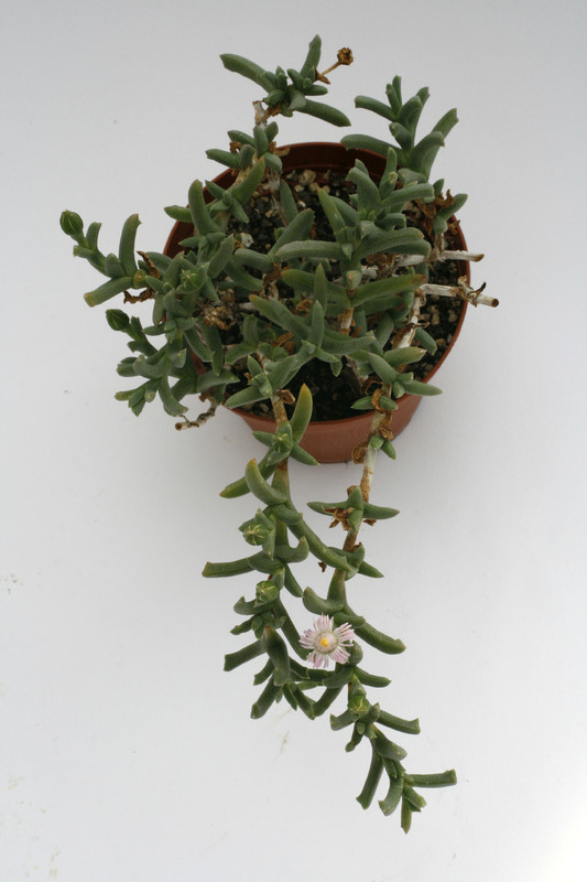 ruschia aff rupicola sb1508 9250