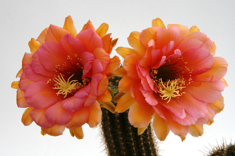 trichocereus hybride2002 9800