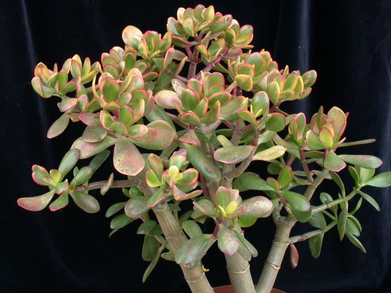 crassula portulacea summer rainbow 04
