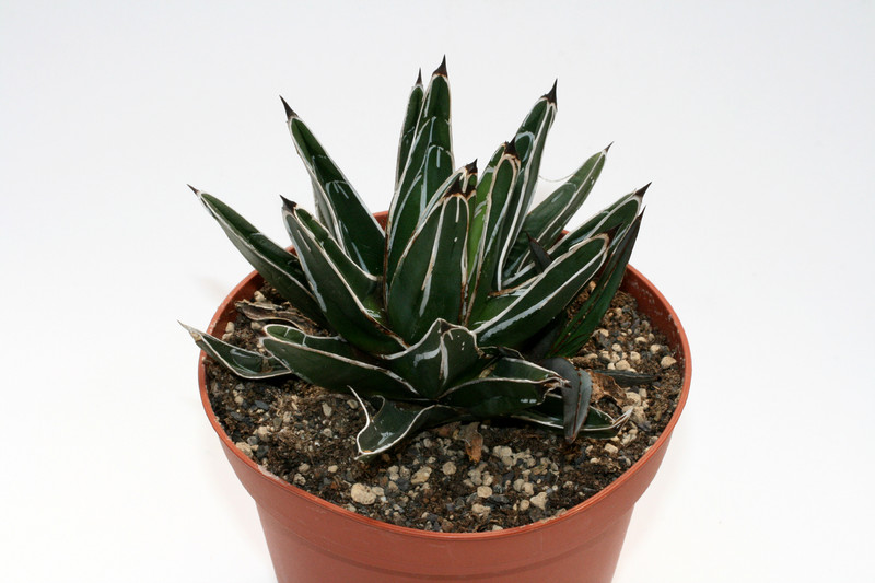 agave victoria reginae 7665