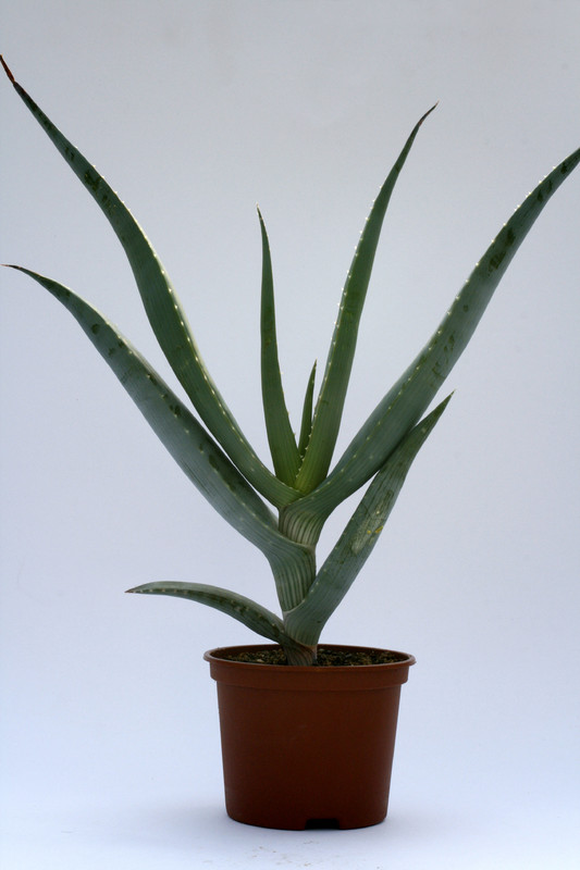 aloe comosa 8117