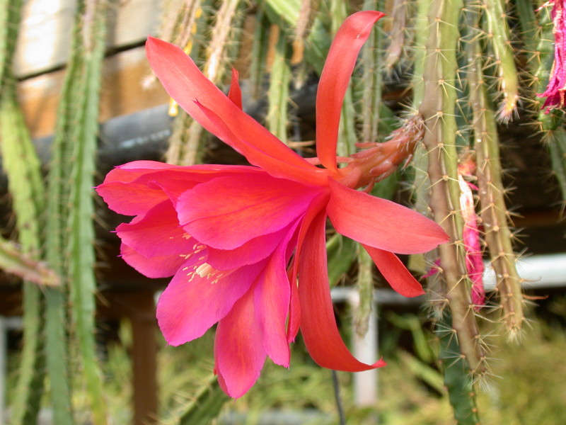 aporocactus glorianna 305