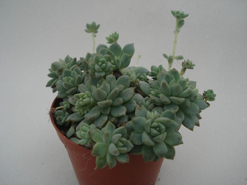 echeveria prolifera 8356