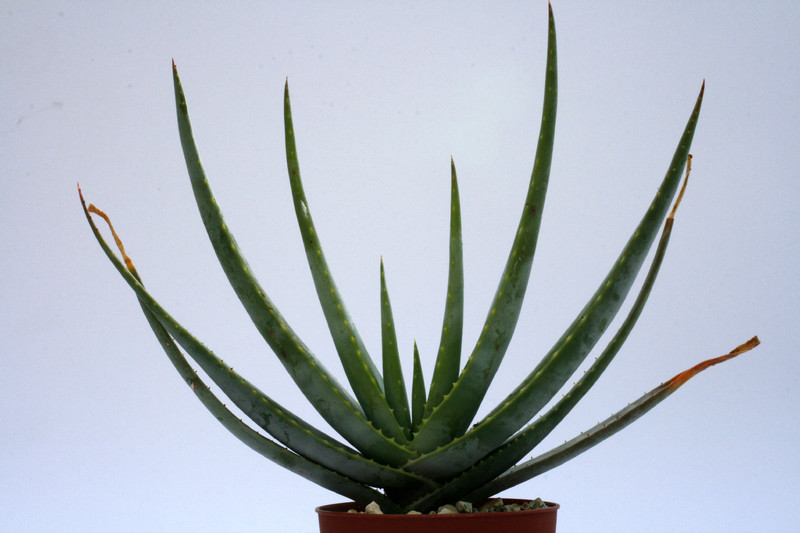 aloe compressa schistophila 8090