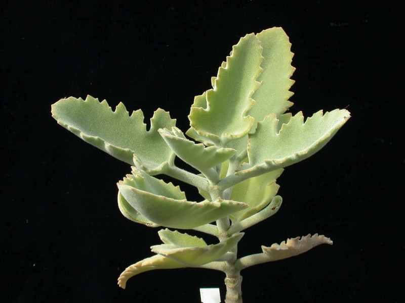 kalanchoe beharensis rose leaf 01