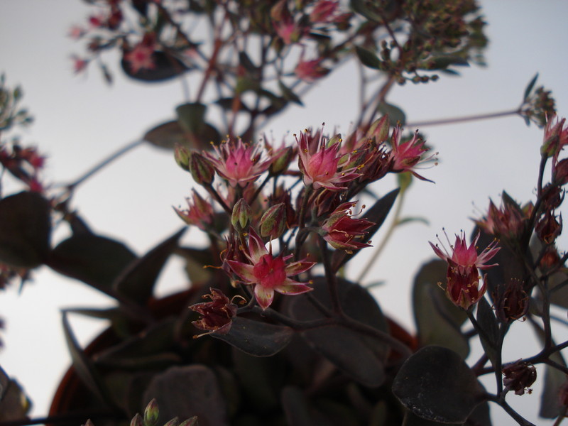 sedum cauticolum bertram anderson 699