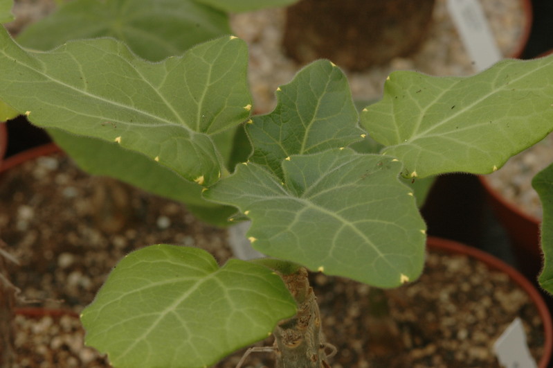 uncarina abbreviata 1099