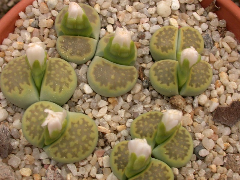 lithops hallii ochracea green soapstone c111a 01