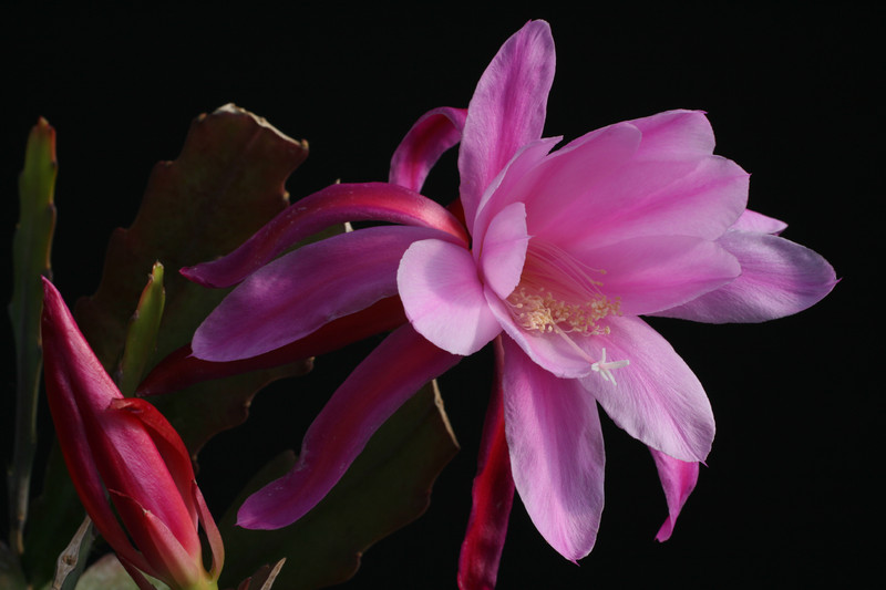 eh cattleya 123 0705