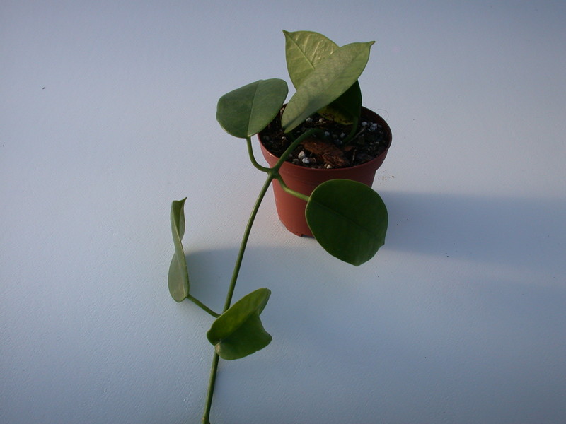 hoya ariadna 1387