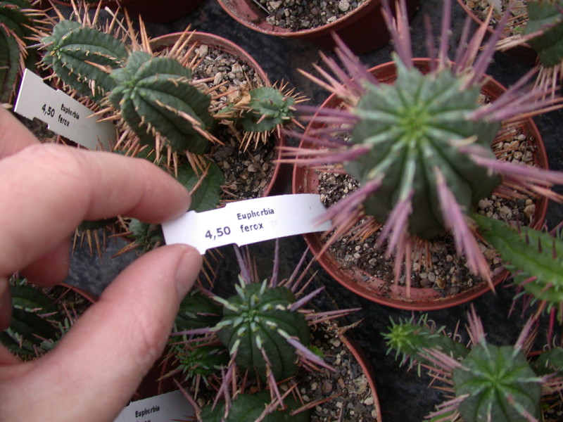 euphorbia ferox 1352