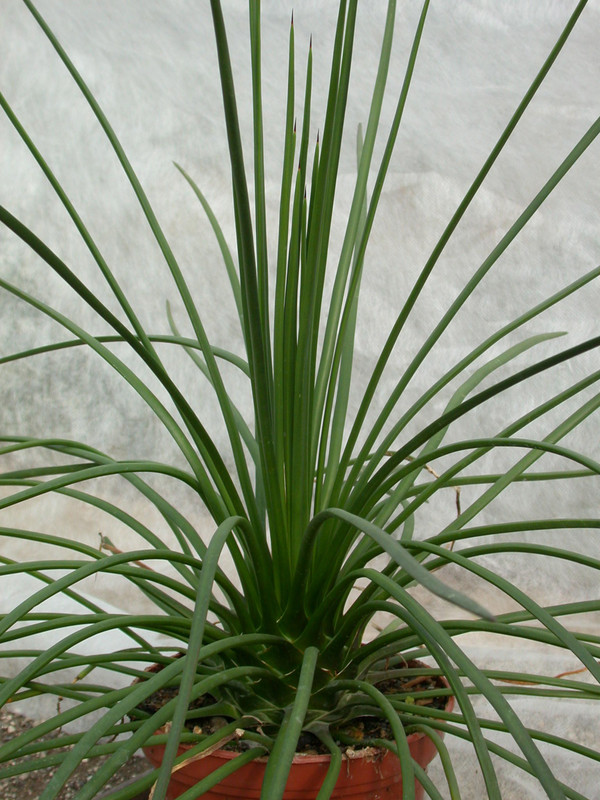 agave geminiflora 04