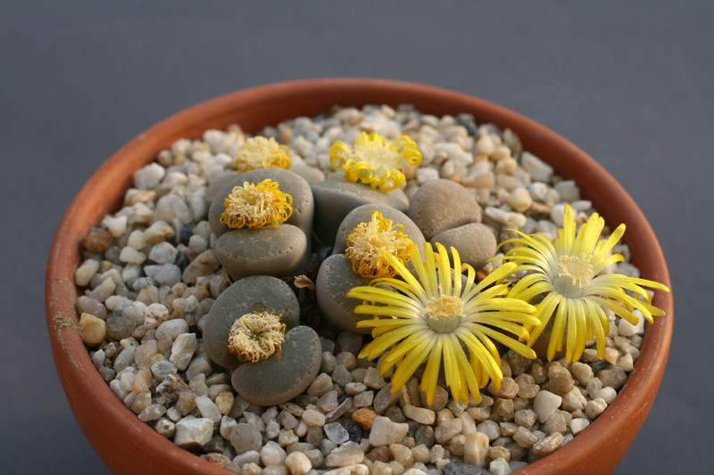 lithops terricolor grey 59 0190