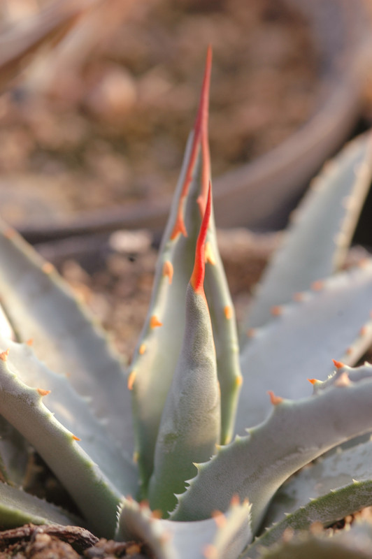 agave utahensis kaibabensis 8516