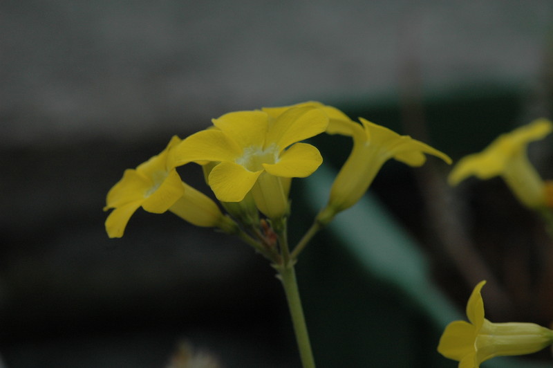 pachypodium bicolor 208