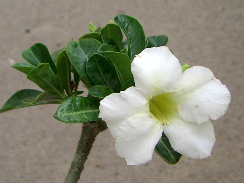 adenium white sprite 1583