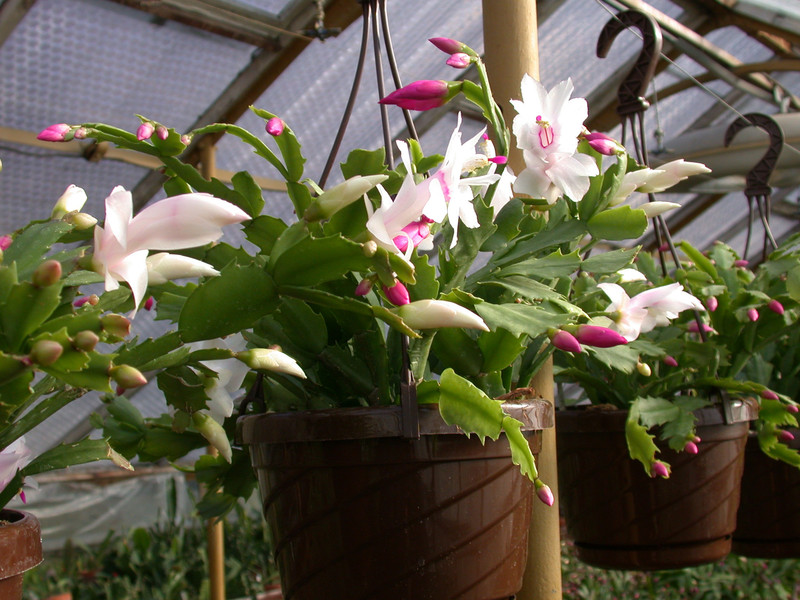 schlumbergera ampel 03