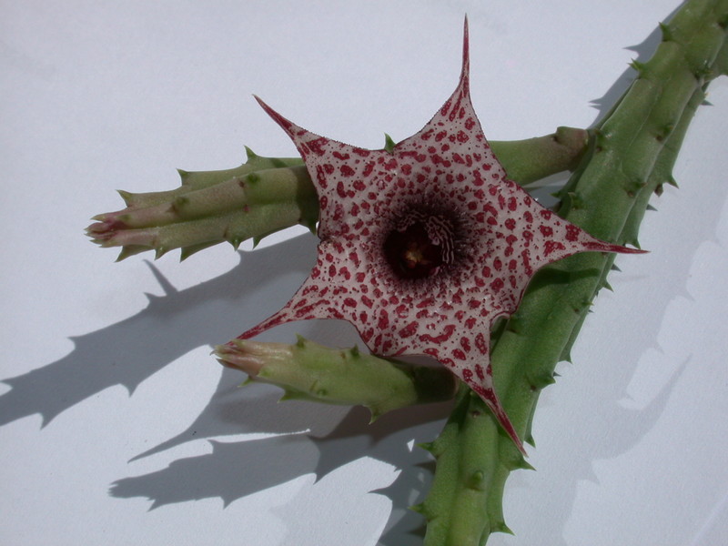 huernia boleana es2310 05