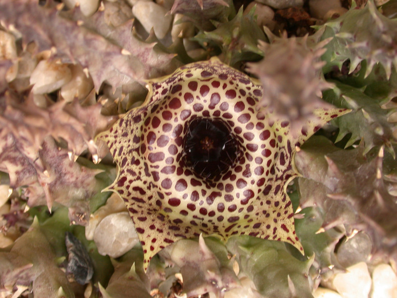 huernia guttata calitzdorpensis karoo 01