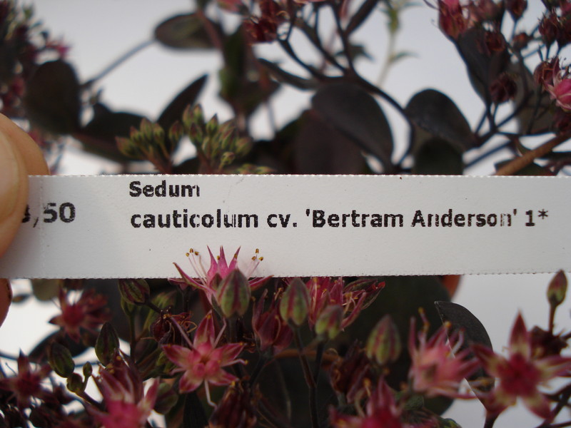 sedum cauticolum bertram anderson 700