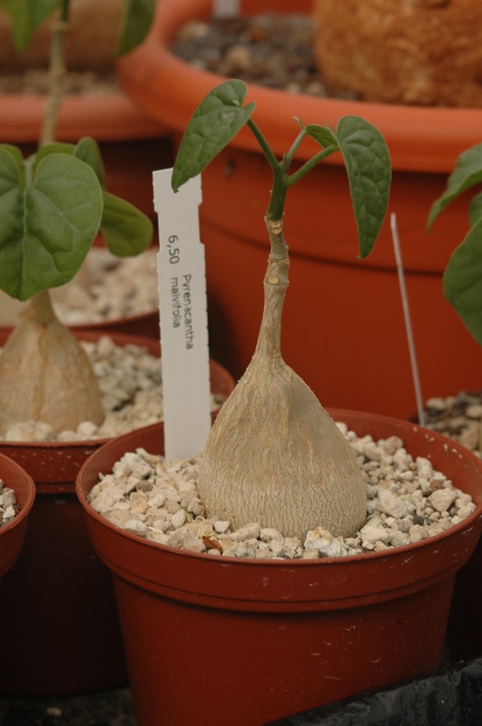 pyrenacantha malvifolia 1127