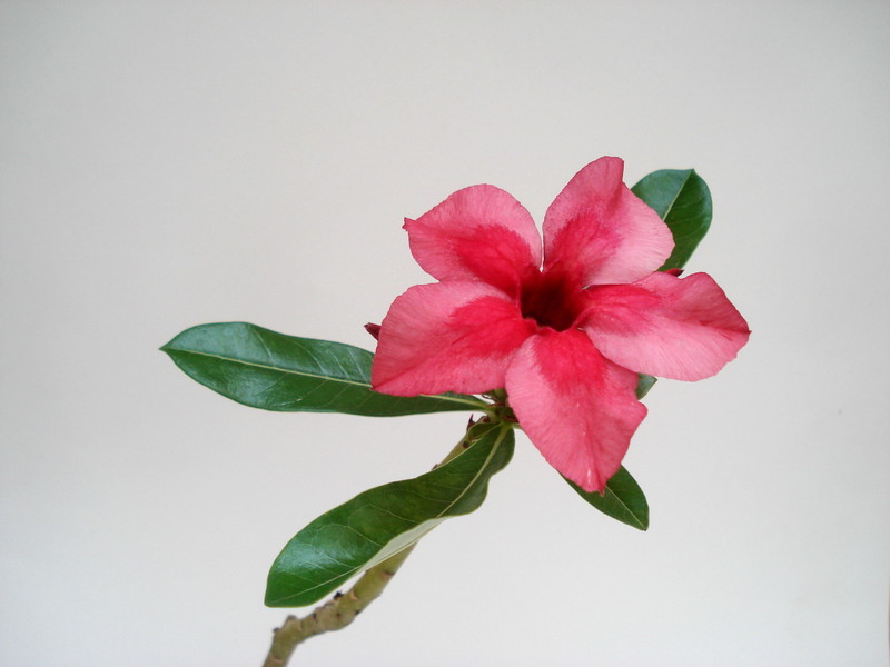 adenium ploy deang 04