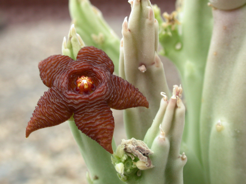 stapelia kwebensis 03