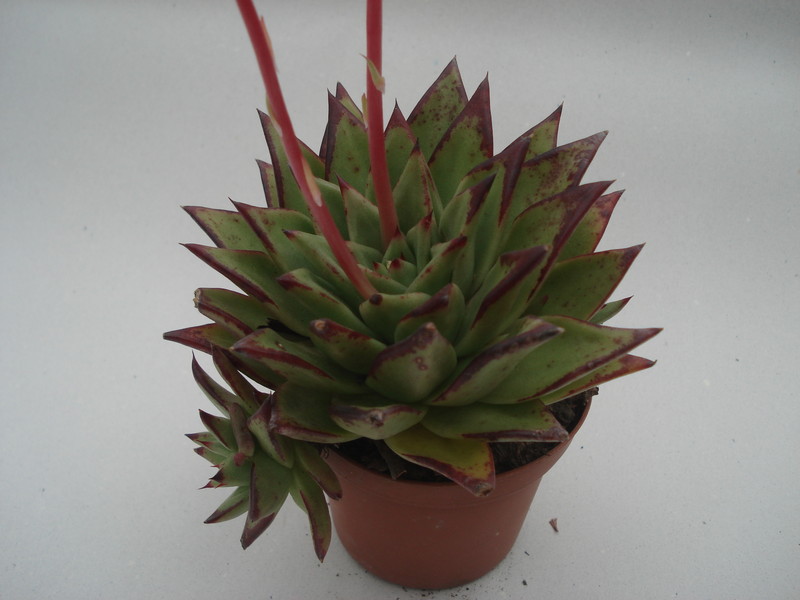 echeveria agavoides lipstick 8349