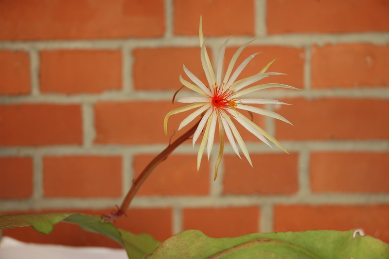 epiphyllum phyllanthus rubrocoronatum rba373 723