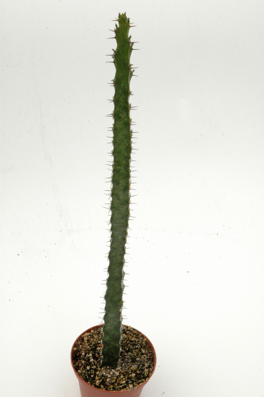 euphorbia quadrilatera 01