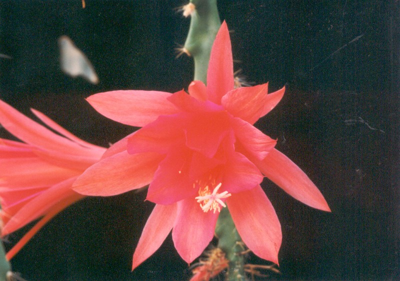 aporocactus wendy