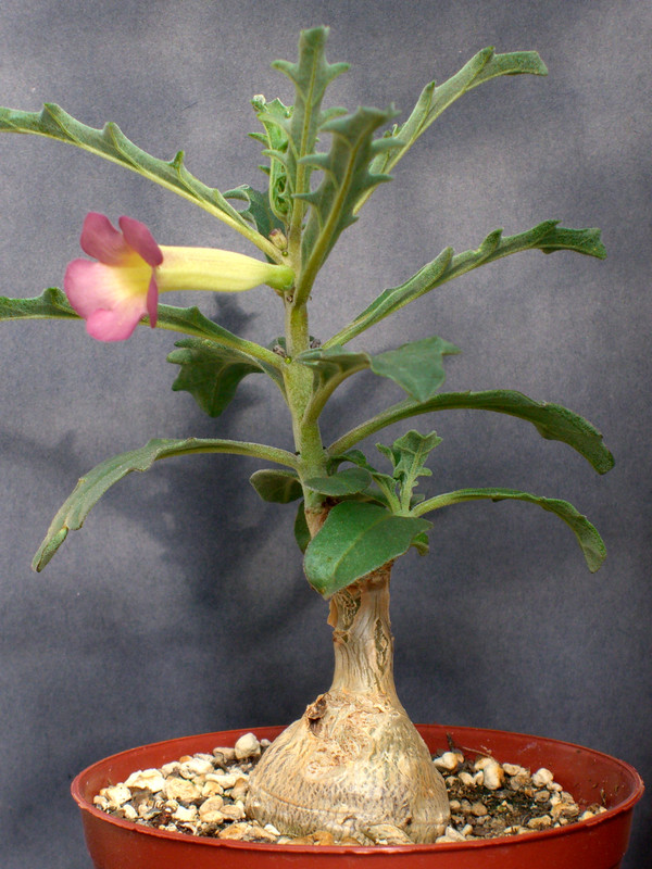 pterodiscus luridus 0153