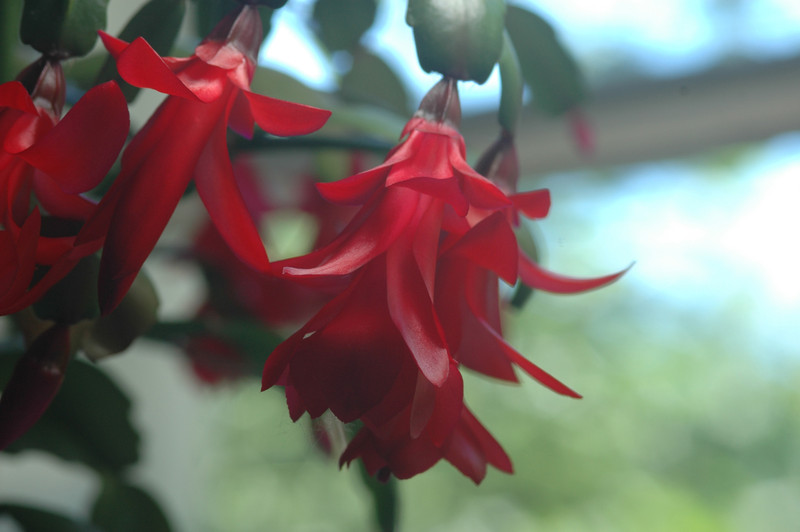 schlumbergera x buckleyi george g 10