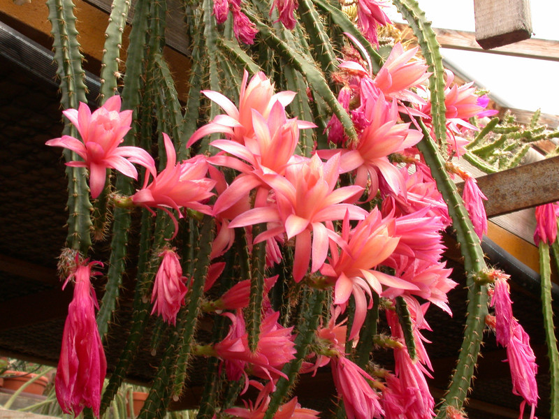 aporocactus 011