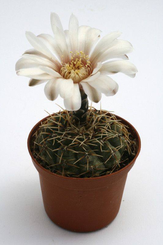 gymnocalycium ocultum 9908