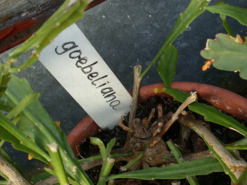 rhipsalis goebelinana 8960