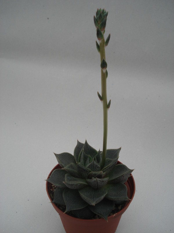 echeveria purpusorum 8361