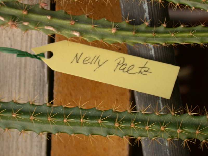 aporocactus nelly paetz 8944