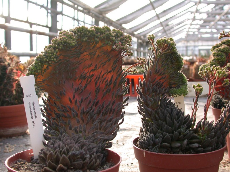 sinocrassula yunanensis christ 1