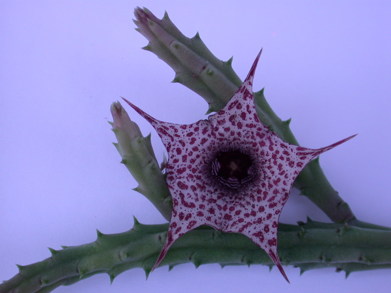 huernia boleana es2310 01