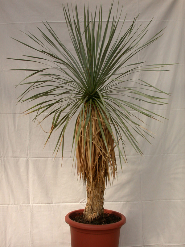 yucca rostrata 1497