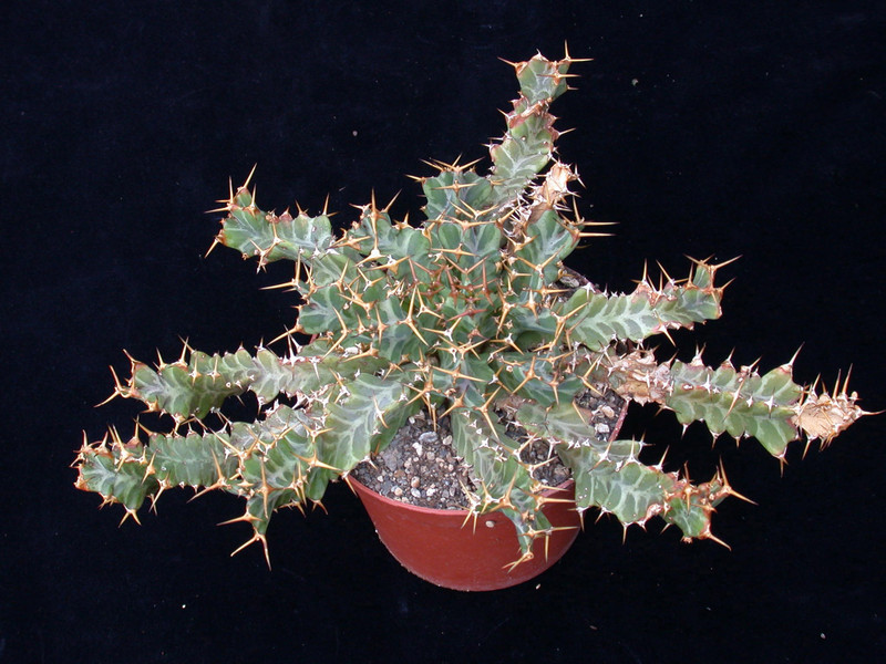 euphorbia mkuziensis 01