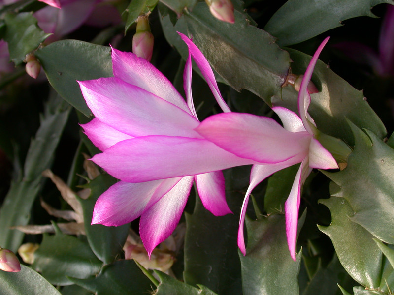 schlumbergera hatherton charm 217