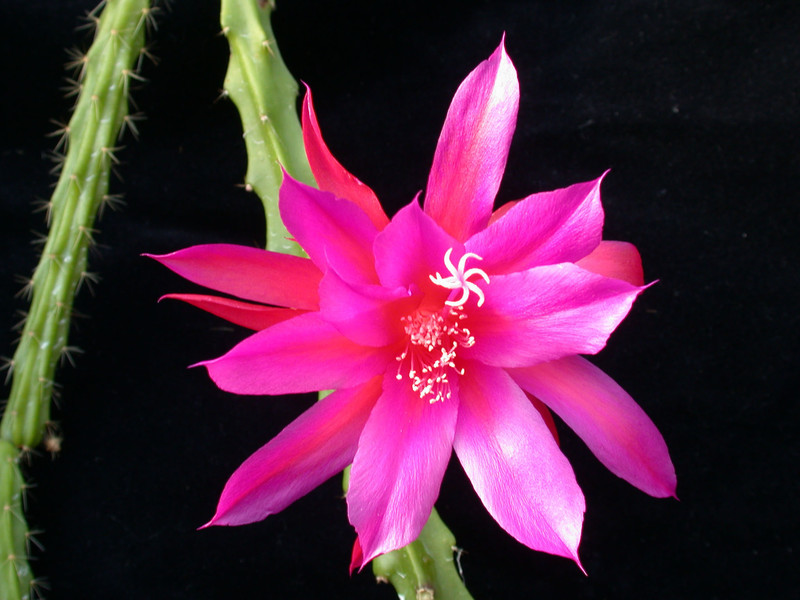 aporocactus blaze 02