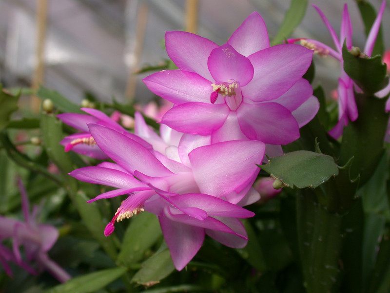 schlumbergera lady linda 03